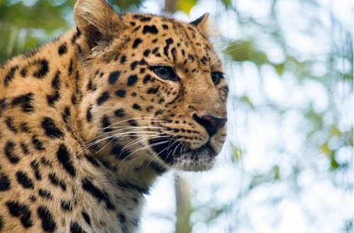 Hindistanda bəbirin hücumuna məruz qalan uşaq ölüb