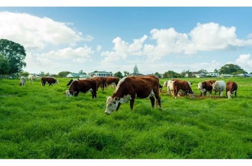 Bədbəxt qadın 20 inəyin altında əzilərək faciəvi şəkildə öldü!