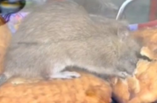 Bakıda pirojki satılan yerdə iyrənc mənzərə - VİDEO