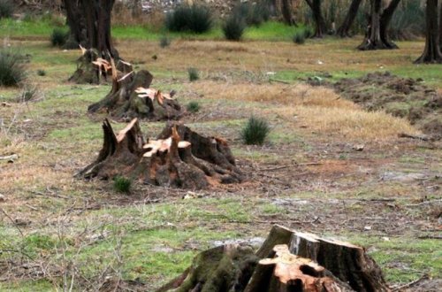 Ekosidə görə cinayət məsuliyyəti müəyyənləşir