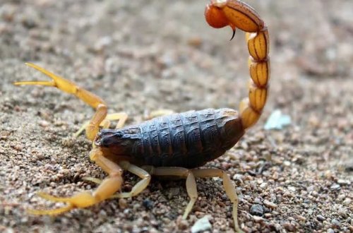 Göygöldə əqrəb sancan müəllim ölüb