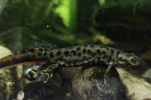 Yeni qurbağa növü kəşf edilib