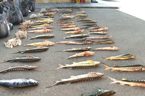 Ağcabədidə qanunsuz balıq ovlayan şəxs müəyyən edilib