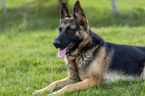 İt vergisi rekord qırdı: 1 ildə 421 milyon avro toplanıb 