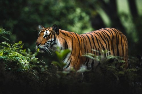 Təbiətdə vəhşi heyvanların sayı əhəmiyyətli dərəcədə azalıb