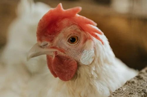 Azərbaycanda broyler şirkəti ləğv edilir