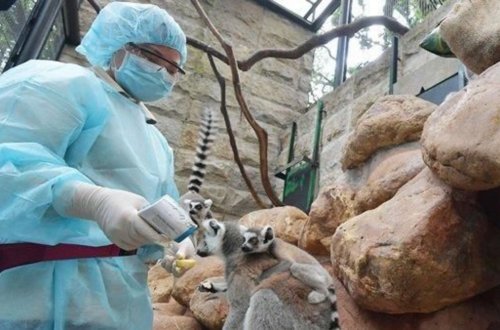 Zooparkda nadir meymun növləri müəmmalı şəkildə öldü - FOTO