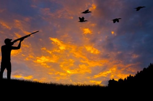 Şabranda qanunsuz ov edən şəxslər saxlanılıblar