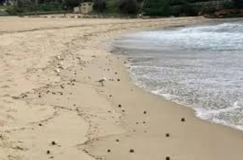 Sidneydə 10-dan çox çimərlik neft çirklənməsi səbəbindən bağlanıb