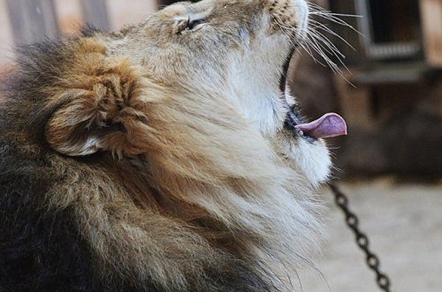 Parkda dəhşət: Şirlər qadını parçaladılar - FOTO