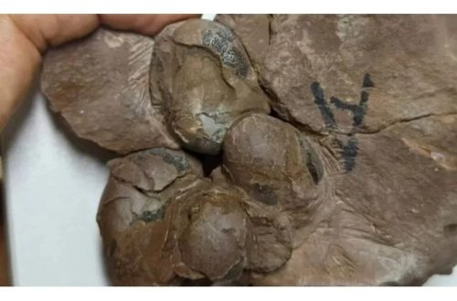 80 milyon illik dinozavr yumurtaları tapıldı: 