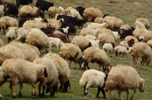 Yunanıstanda çiçək xəstəliyinə görə qoyun və keçilərin daşınması qadağan edilib