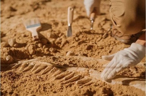 Honq-Konqda ilk dinozavr qalıqları tapıldı