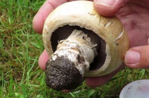 Azərbaycanda qadın göbələk yeyib öldü