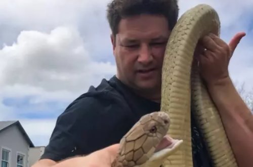 Vəhşi təbiət videoları ilə tanınan yutuberi kobra öldürdü - FOTO