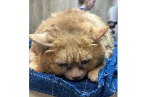 Dünyanın ən kök pişiyi olan Crumbs arıqlama düşərgəsində ölüb