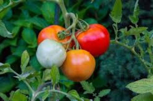 Biləsuvarda pomidor sahələrində xəstəlik yayılıb