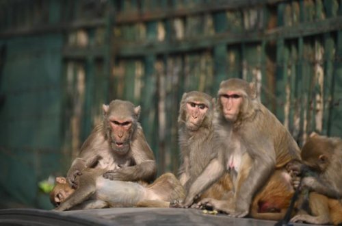 Amerikada 43 meymun tədqiqat laboratoriyasından qaçdı