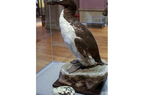 Dünyada heç biri qalmadı! Əsl pinqvinlər illər əvvəl nəsli kəsilib