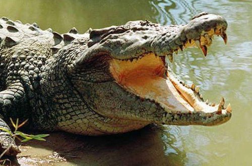 İdmançı rəqibini timsahlardan xilas etdi