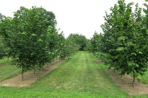 Azərbaycanın fındıq bağlarında məhsuldarlıq azalıb