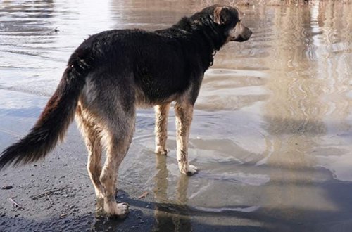 Kazanda itlər qadını parçalayaraq öldürüb