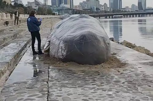 Xəzər dənizində görünən nəhəng heyvanın ilk görüntüsü - VİDEO