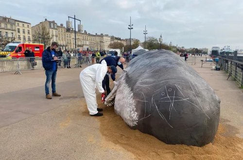 Bulvarda peyda olan nəhəng balığın nə olduğu bilindi - FOTOFAKT