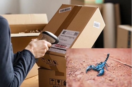 7 min kilometr uzaqdan göndərilən bağlamada əqrəb peyda oldu: Qadın xəstəxanaya yerləşdirildi! 