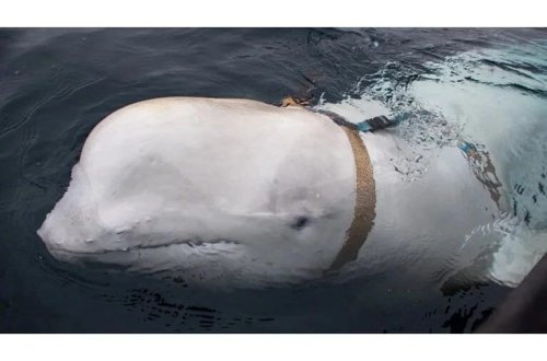 Casus balinanın sirri açıldı! Rus hərbi təlimindən qaçıb 