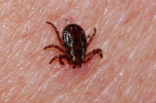 Gənə böhranı həmişəkindən daha böyük problemə çevrilə bilər