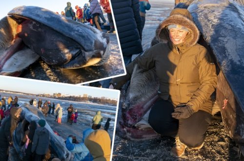 Nəsli kəsilən nəhəng balina sahilə çıxdı - Görənlər xatirə şəkli çəkdirdilər