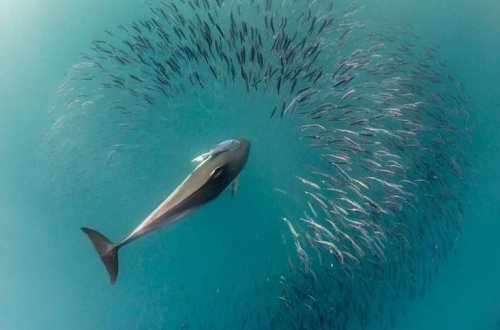Dənizin ortasında tənha delfin öz-özünə danışmağa başladı!