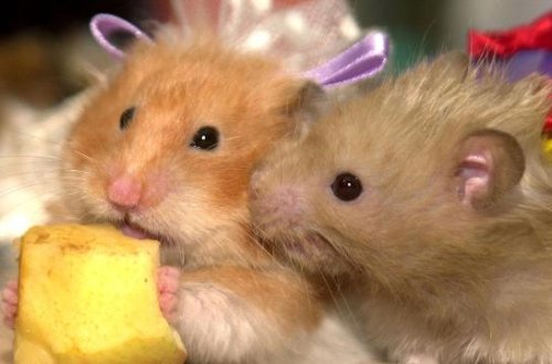 132 hamsterin olduğu təyyarə dörd gün ərzində havaya qalxa bilməyib