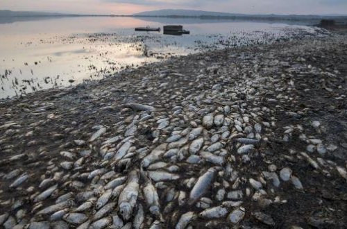 Xəzər üçün TƏHLÜKƏ: Balıqların sayı buna görə azalır