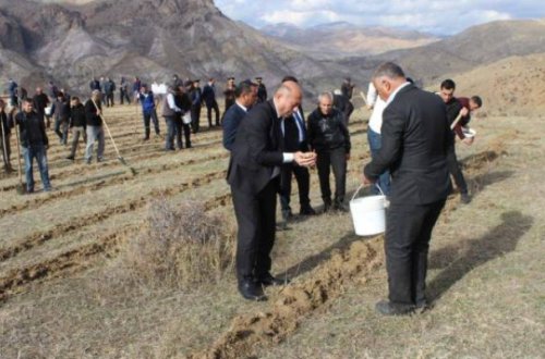 Ordubadın dağlarında meşə zolağı salınıb