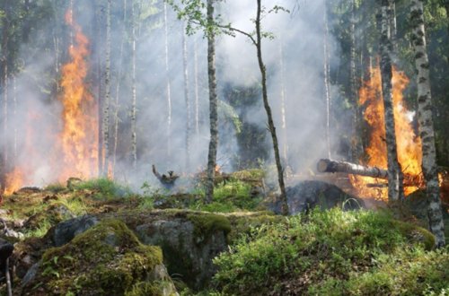 Meşə təsərrüfatına dəyən zərərin və itkilərin ödənilməsi qaydasında dəyişiklik edilib