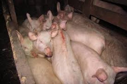 Rusiyada dəhşətli hadisə: Məktəbli qız tövlədə donuzlar tərəfindən parçalandı