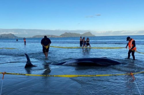 Yeni Zelandiyada 30-dan çox balina xilas edilib