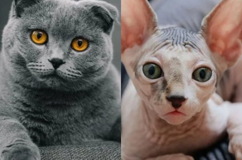 Bu pişiklərə sahib olmaq qadağandır!