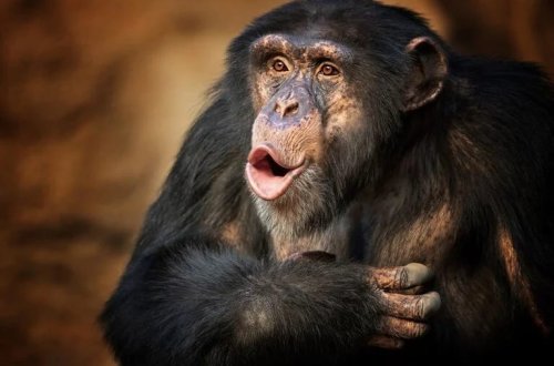 İstəsələr danışa bilərlər: Meymunların dil üçün lazımi infrastrukturu var! 