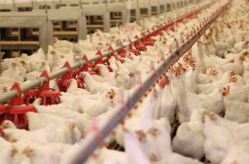 Azərbaycanda quş əti BAHALAŞDI - SƏBƏB