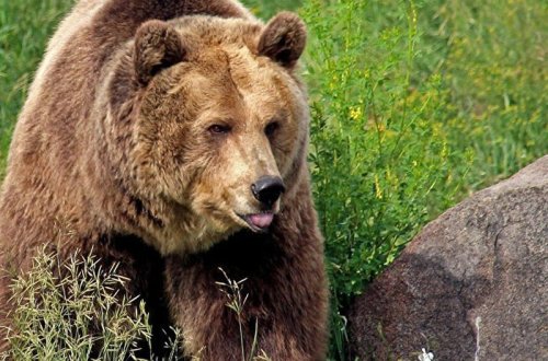 Qubada ayı sakinlərə hücum etdi: Mal-qaranı parçaladı - FOTOlar