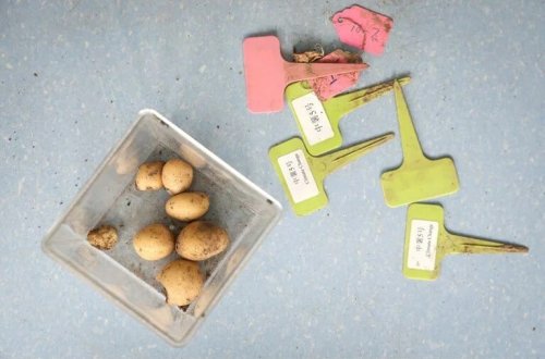 Çin alimləri kartofu iqlimə davamlı hala gətirməyə tələsirlər