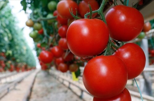 Rumıniya Türkiyədən aldığı pomidorları geri qaytarıb