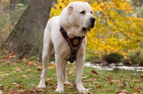 Bakıda dəhşət: İt sahibini parçalayıb öldürdü