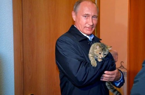 Putinin Yaponiyaya hədiyyə etdiyi “sülh pişiyi” ölüb