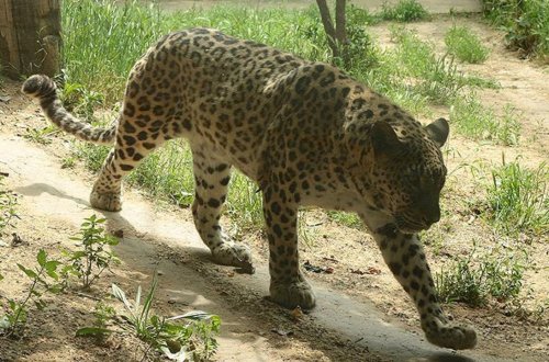 Hindistanda dəhşətli ölüm - Bəbir kiçik uşağa hücum etdi