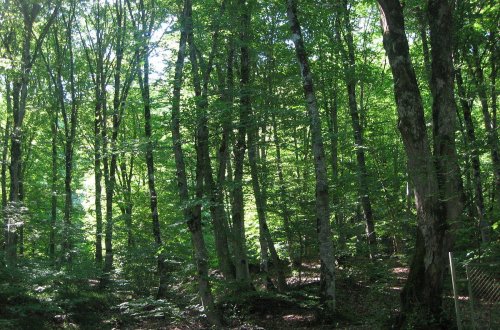 Oğuzda meşədə bədbəxt hadisə