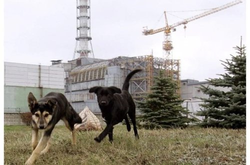 Çernobıldakı itlər mutasiyaya uğradı: Onlar super güc qazandılar! 